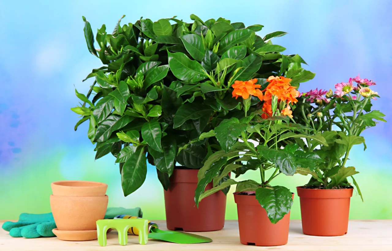 tropical container plants