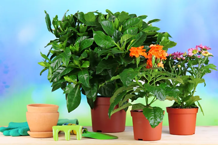 tropical container plants