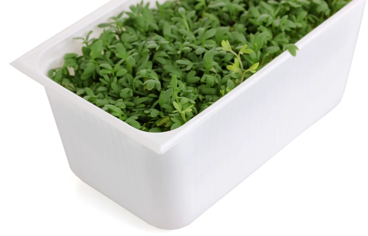 white container garden