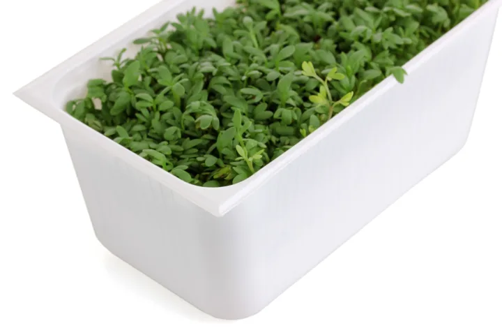 white container garden