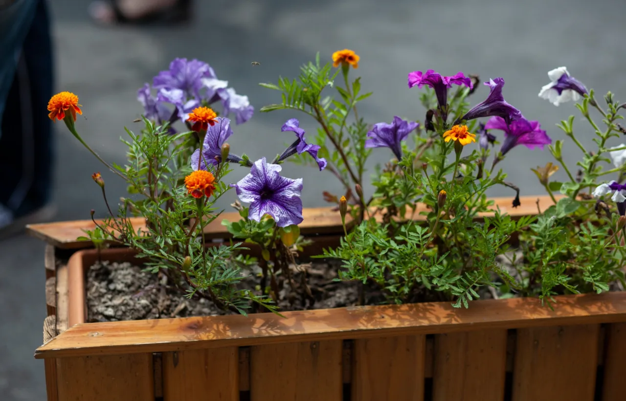 wildflower container garden