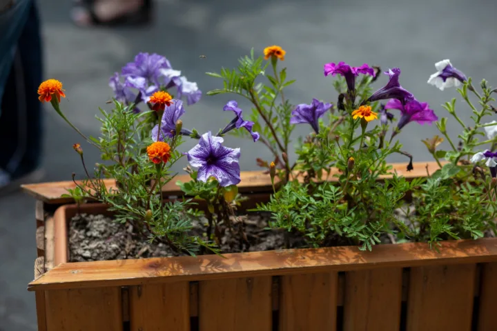 wildflower container garden