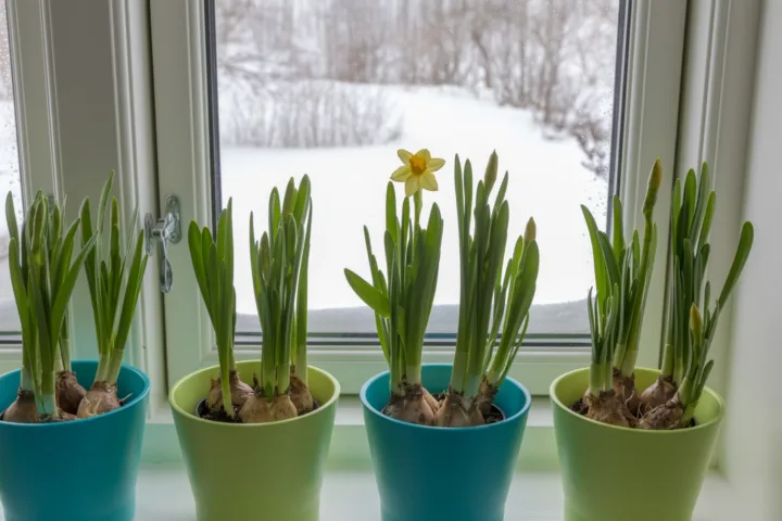 winter container gardening
