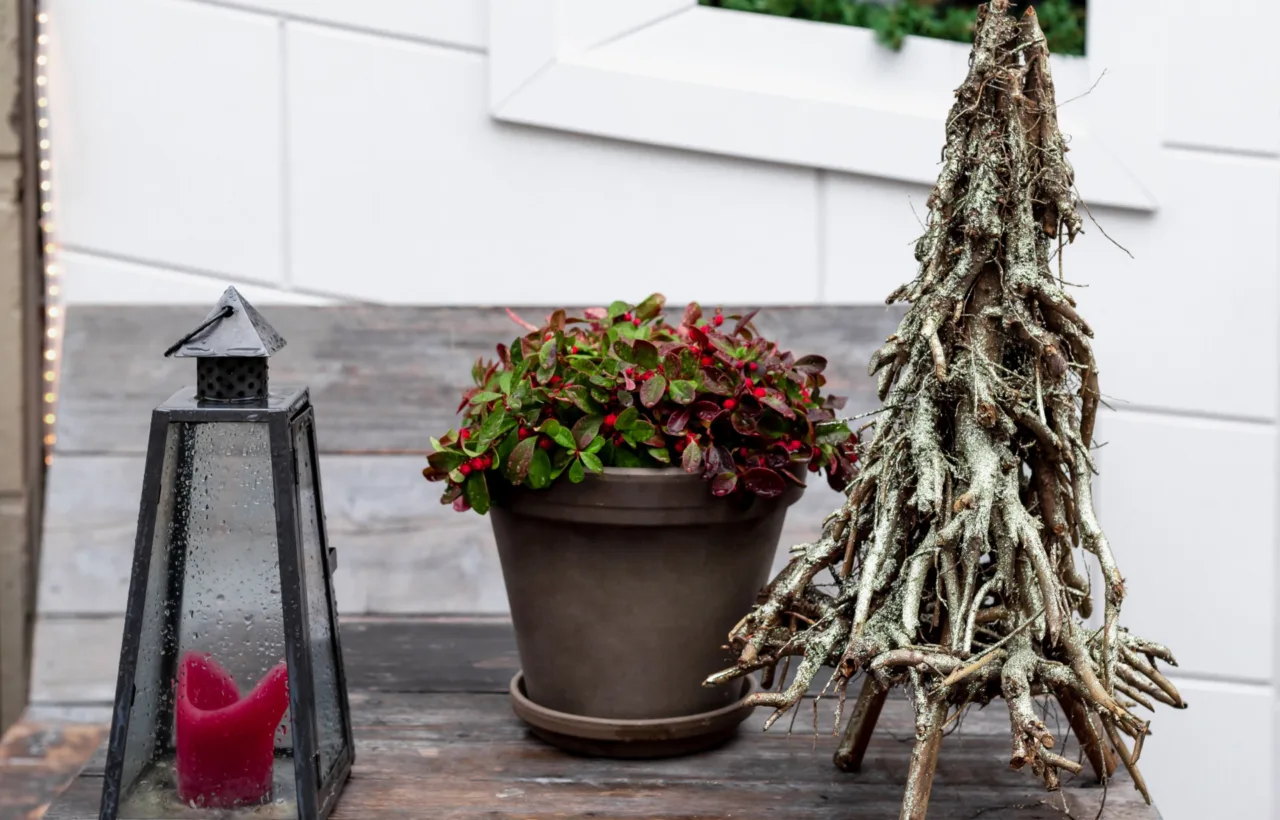 winter container plants