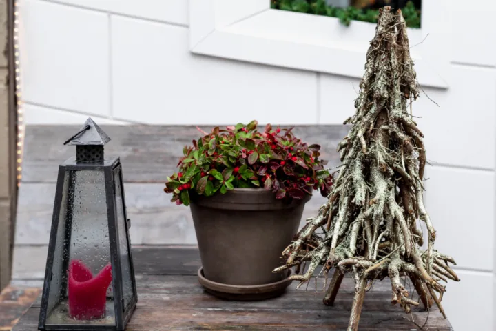 winter container plants