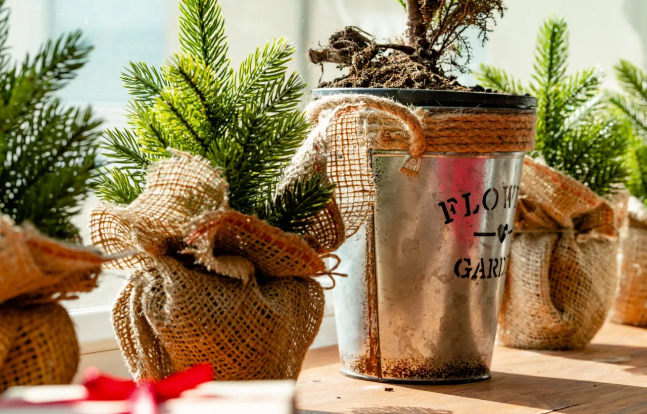 winter sowing container ideas