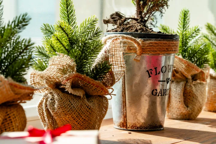 winter sowing container ideas