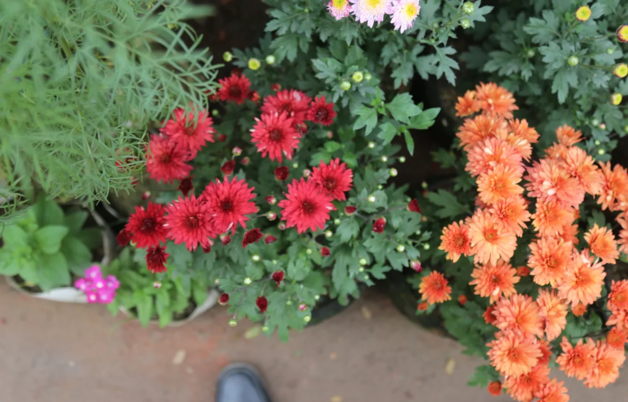 zinnia container garden