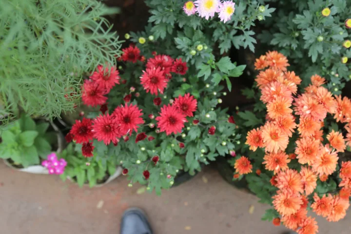 zinnia container garden