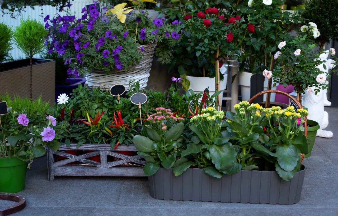 backyard planting ideas