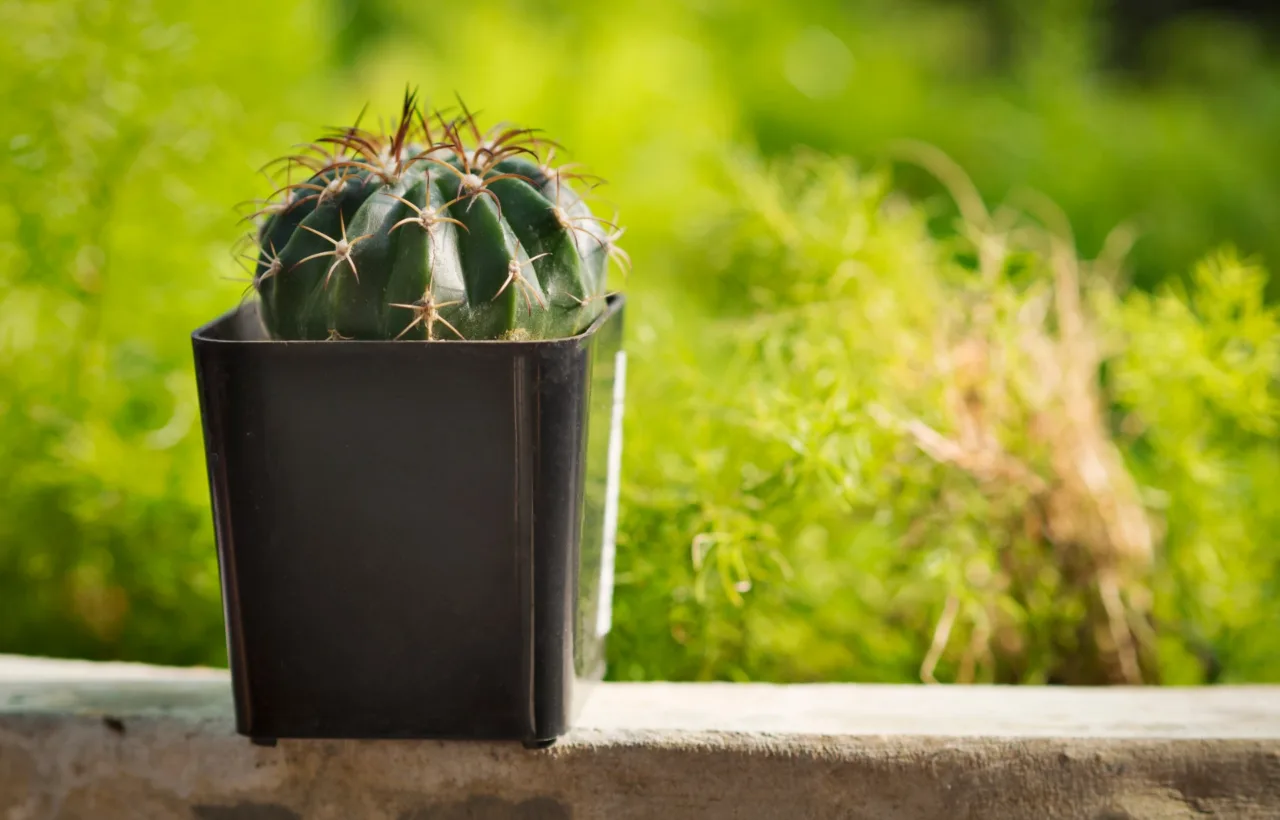 balcony cactus garden