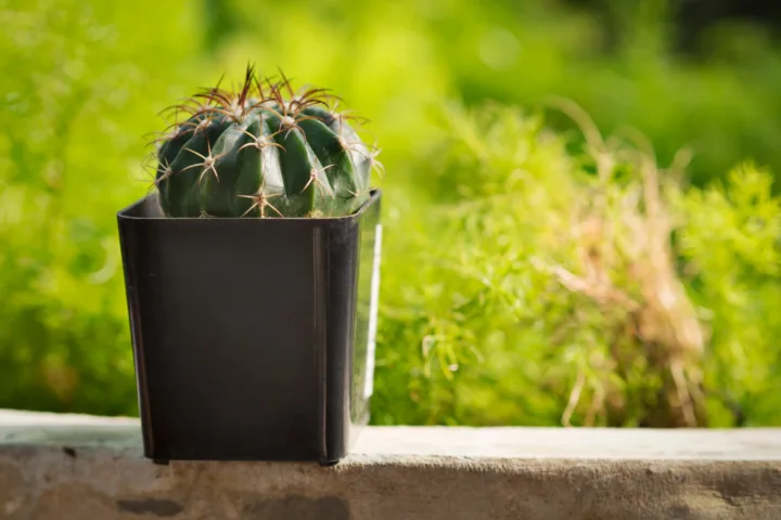 balcony cactus garden