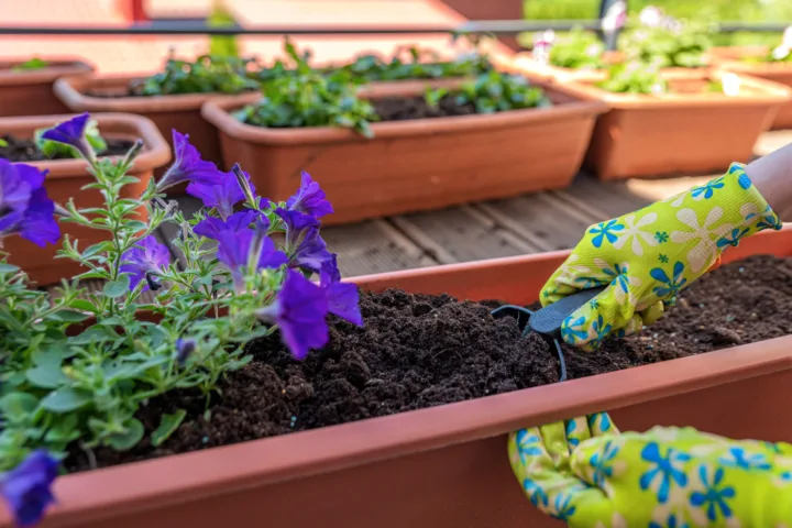 balcony container garden