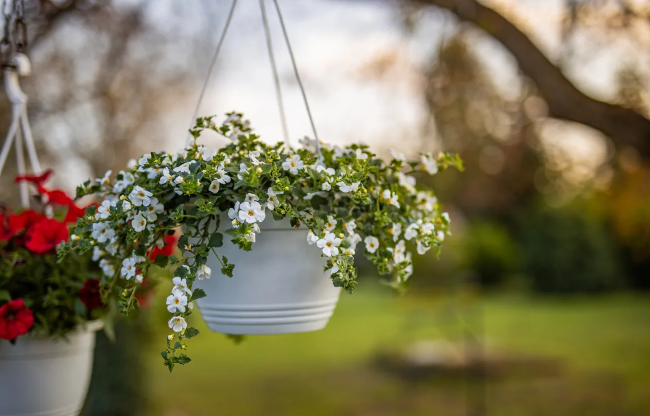balcony garden inspo