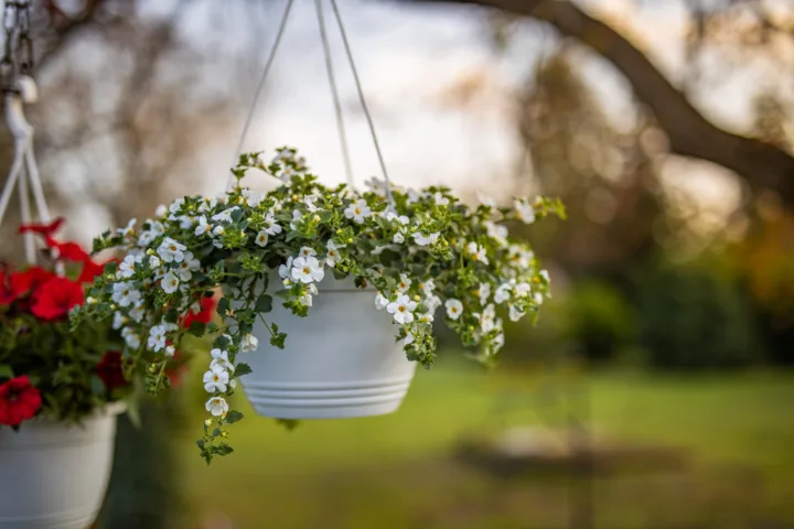 balcony garden inspo