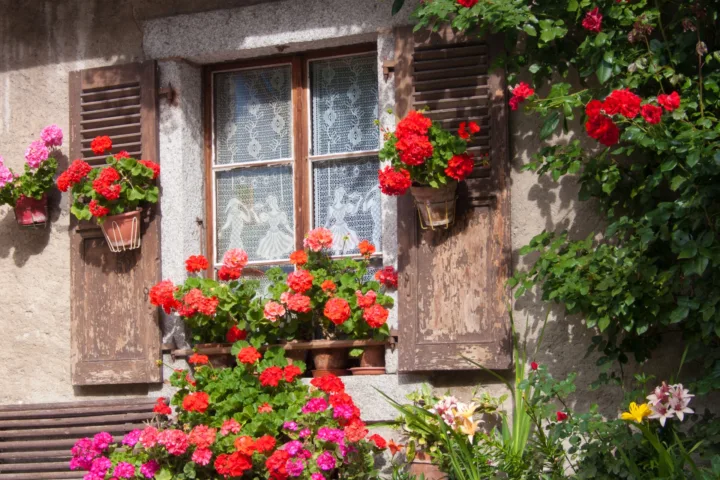 balcony rose garden