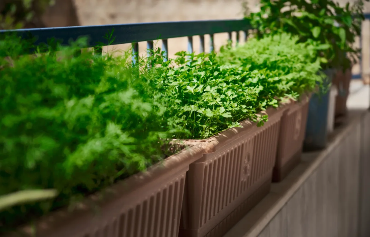 balcony vegetable garden