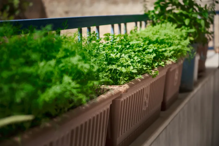 balcony vegetable garden