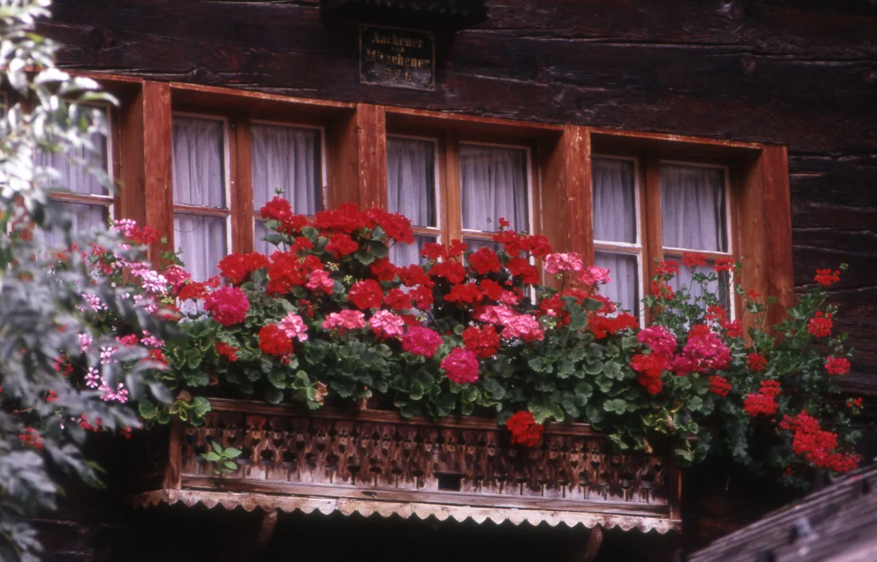 beautiful balcony garden