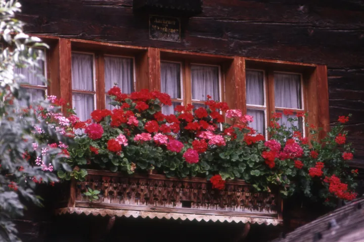 beautiful balcony garden