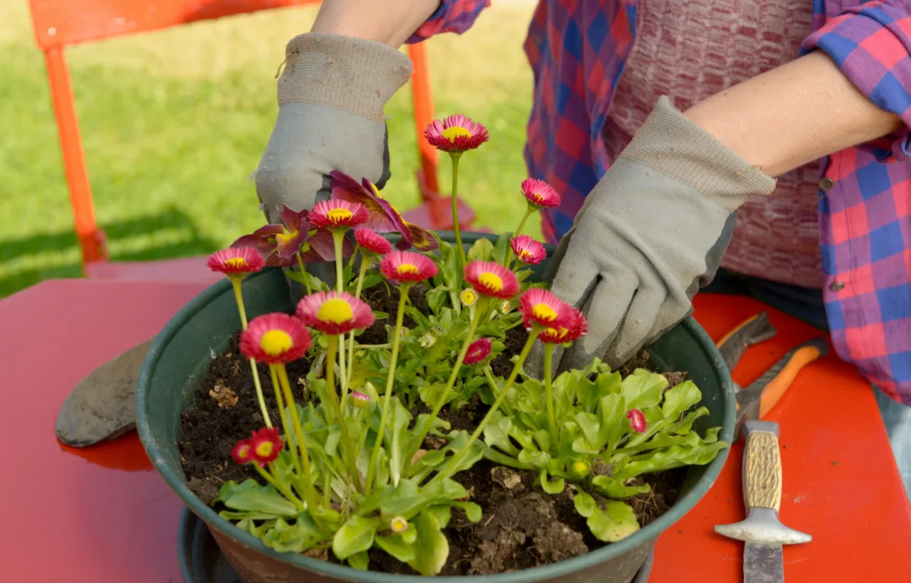 berm planting ideas