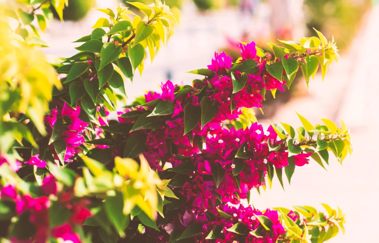 bougainvillea planting ideas