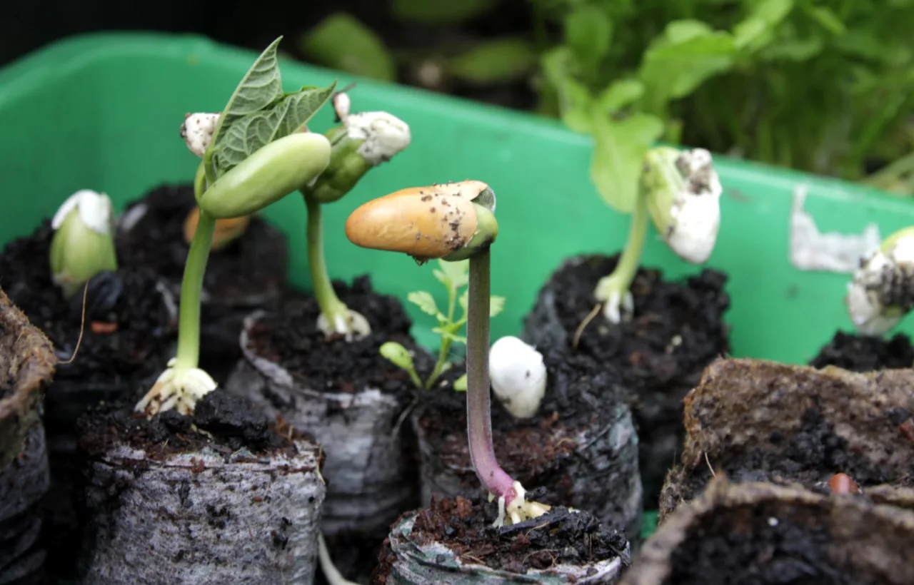 bulb planting ideas