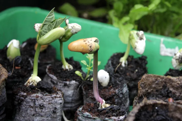 bulb planting ideas