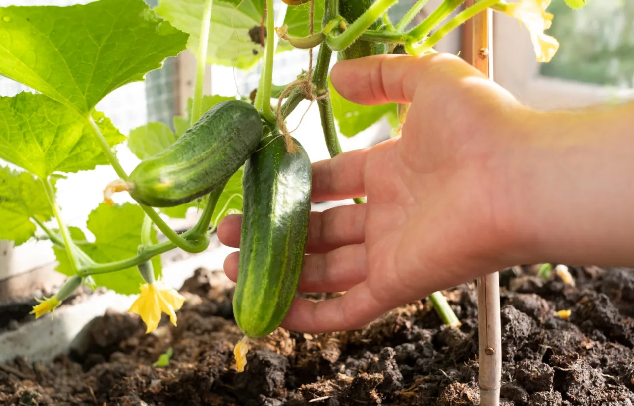cucumber planting ideas