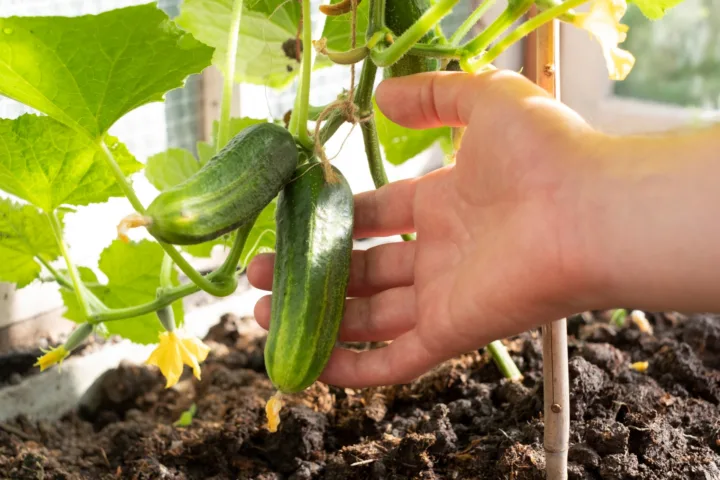 cucumber planting ideas