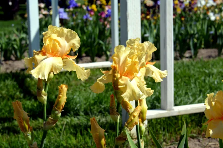 daffodil planting ideas