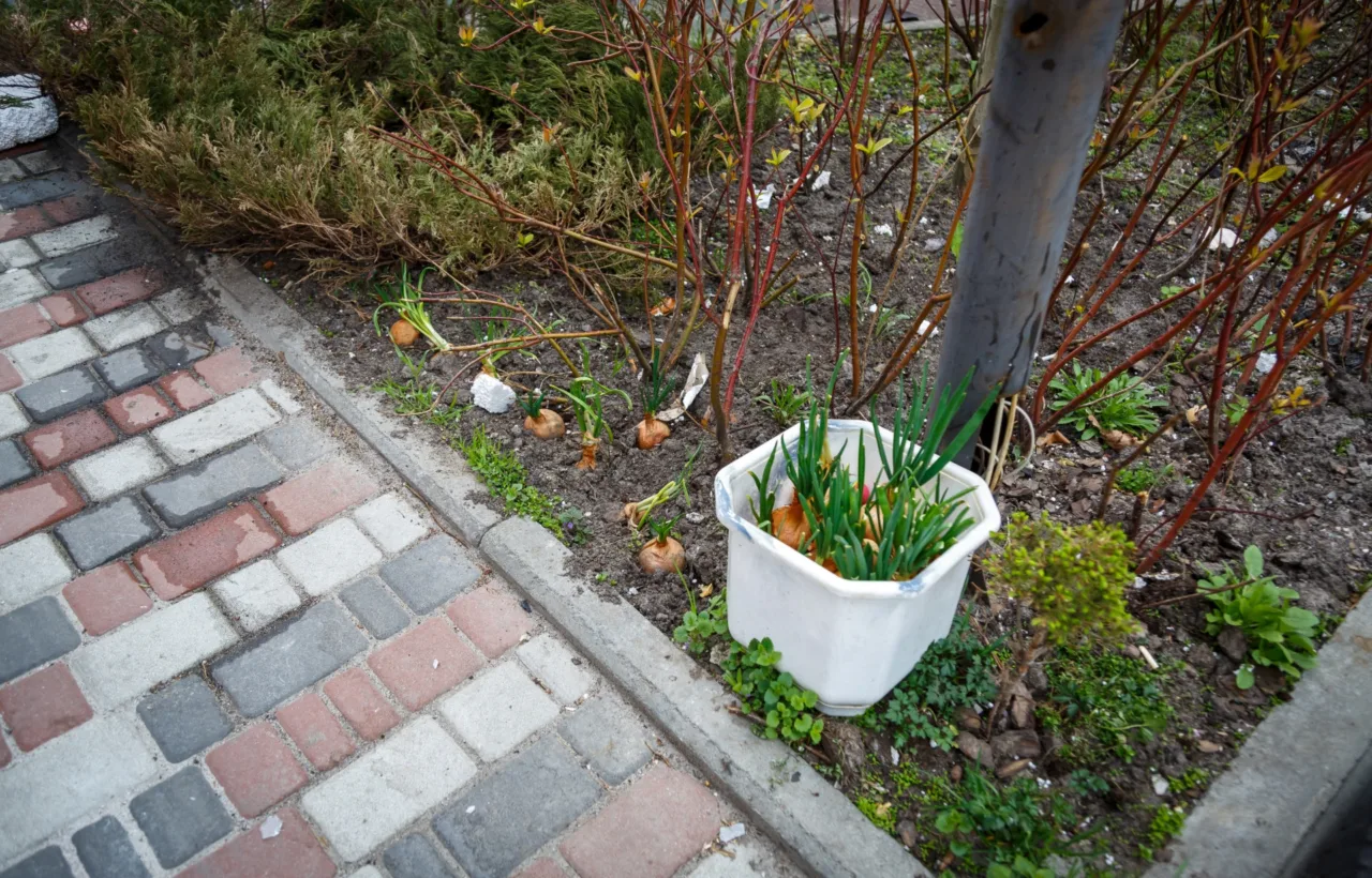 driveway planting ideas