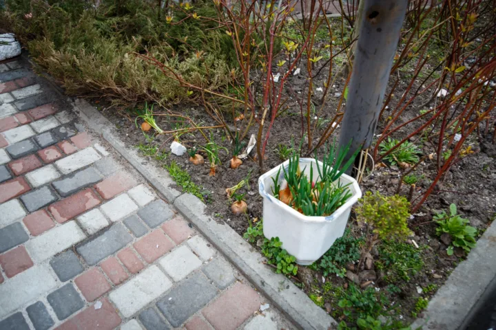 driveway planting ideas