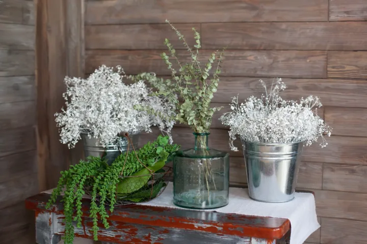 dusty miller planting ideas