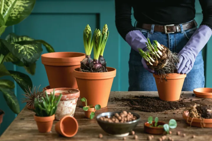easy planting ideas