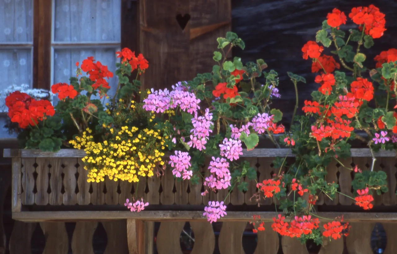 fairy garden balcony