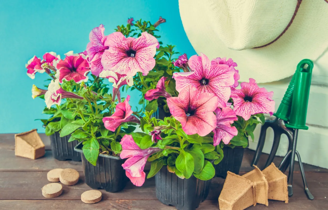 flower planting ideas
