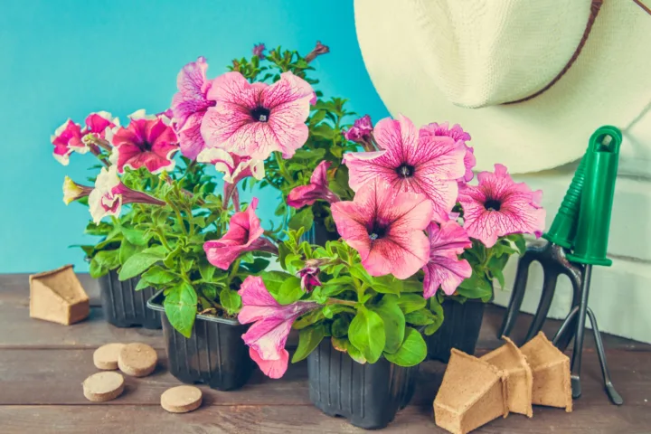 flower planting ideas