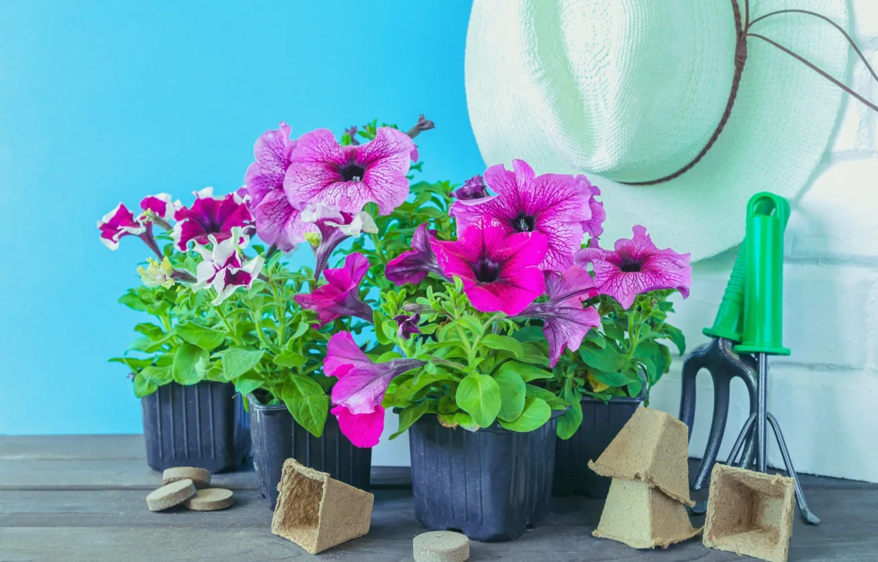 flower pot planting ideas patio