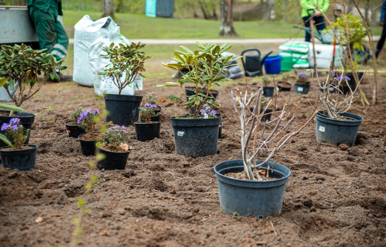 foundation planting ideas