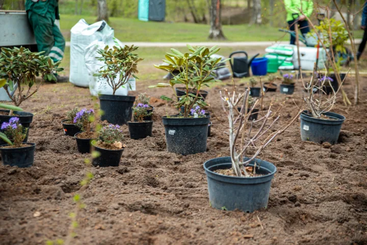 foundation planting ideas