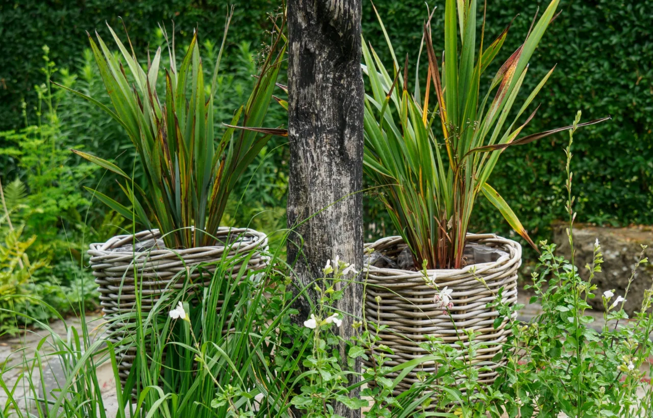 front garden planting ideas