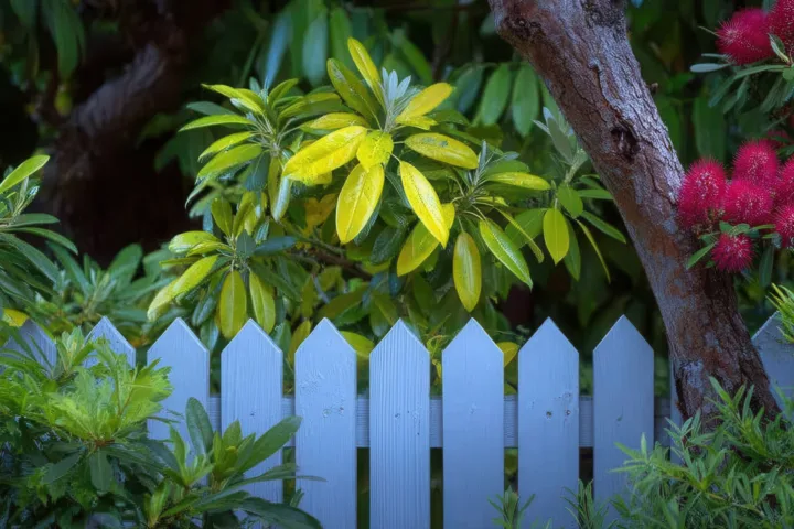 garden fence planting ideas