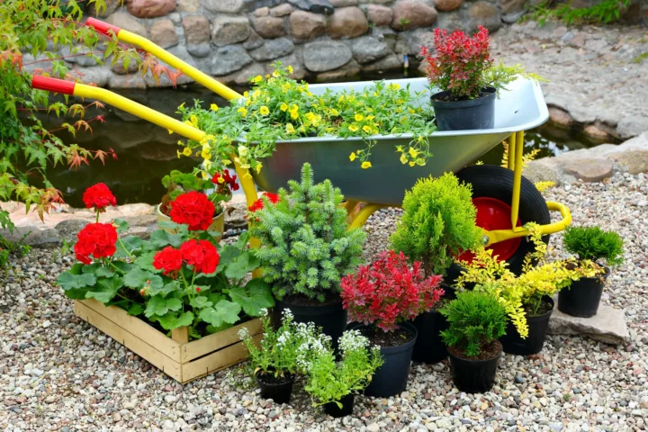 garden planting ideas