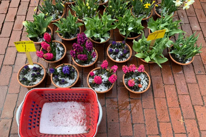 garden trough planting ideas