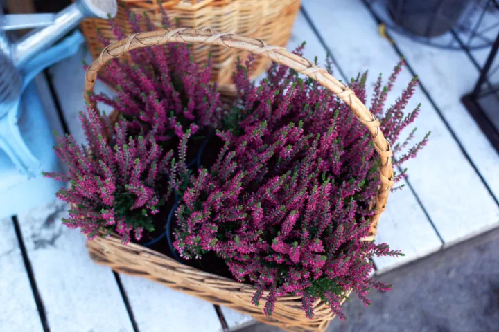 heather planting ideas