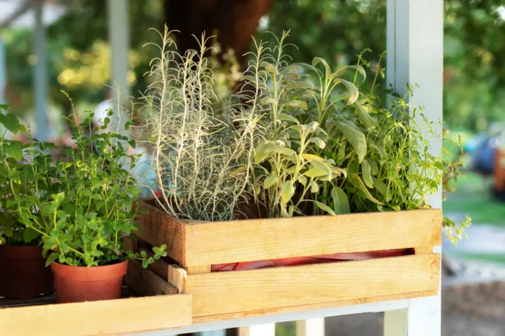 herbs garden balcony