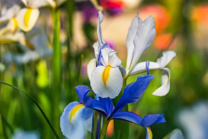 iris planting ideas