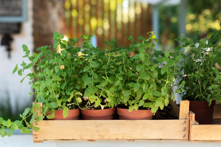 kitchen garden balcony