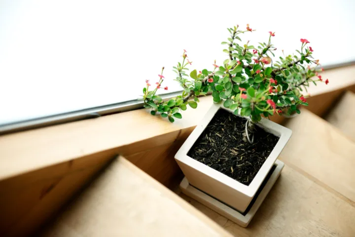 mini balcony garden